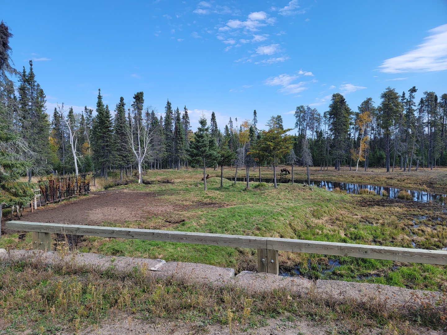 Zoo Sauvage 10/22 - Train, moose