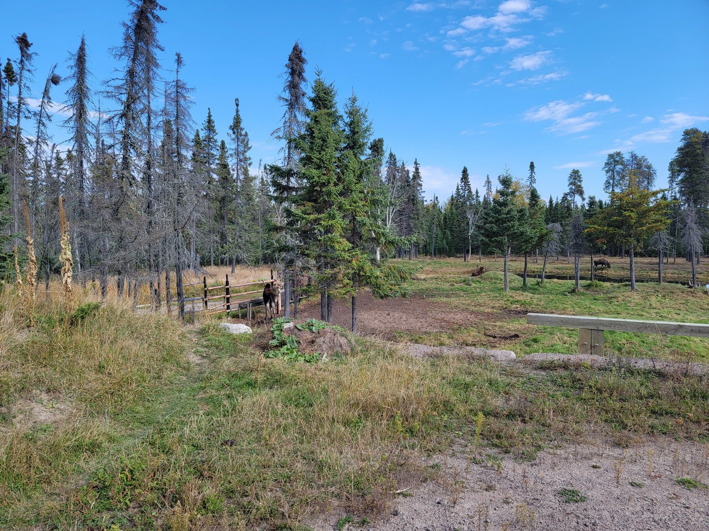 Zoo Sauvage 10/22 - Train, moose