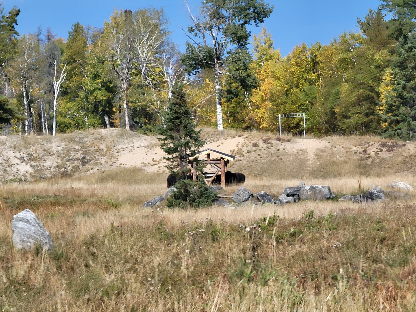 Zoo Sauvage 10/22 - Train, muskox
