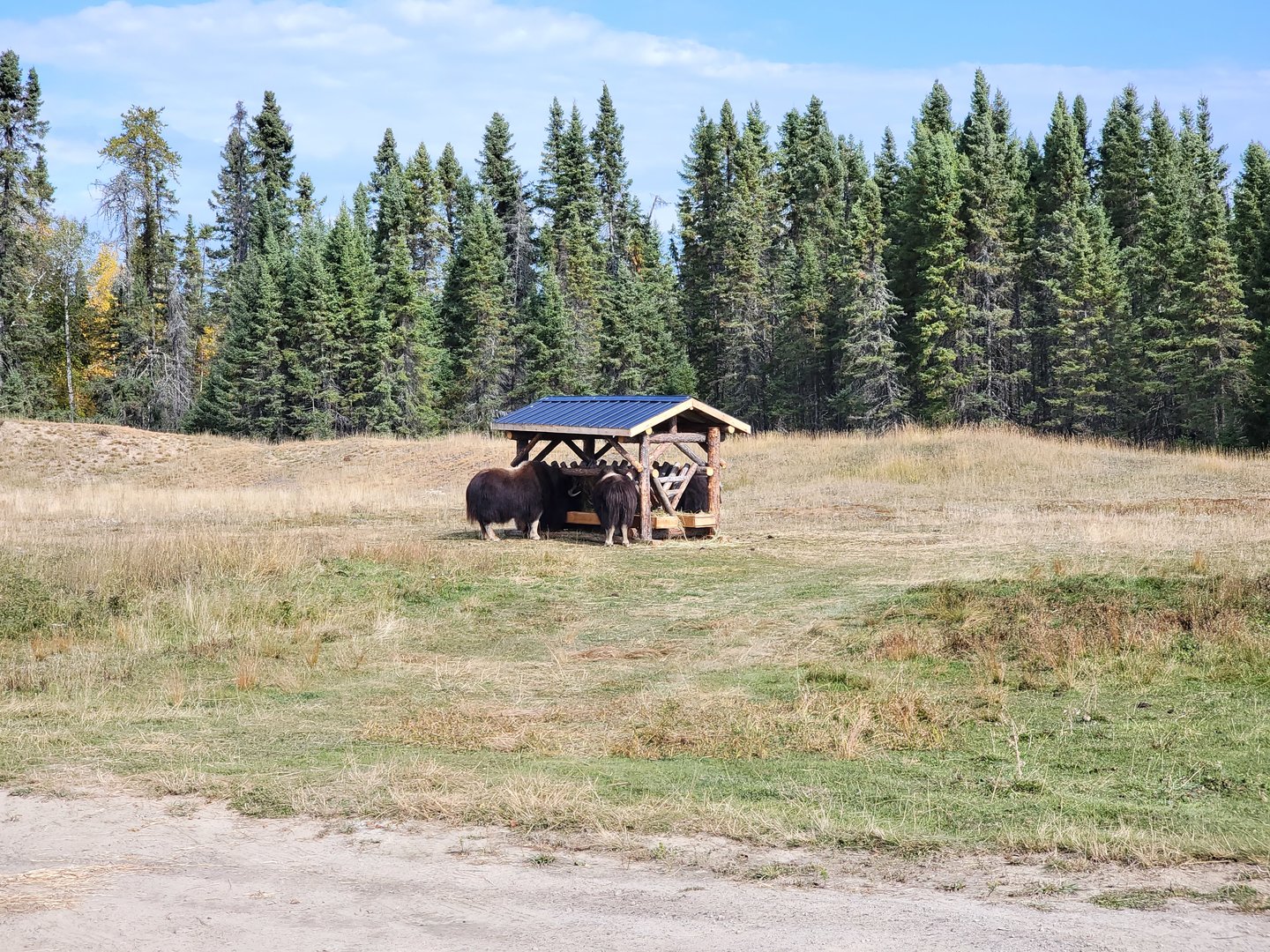 Zoo Sauvage 10/22 - Train, muskox