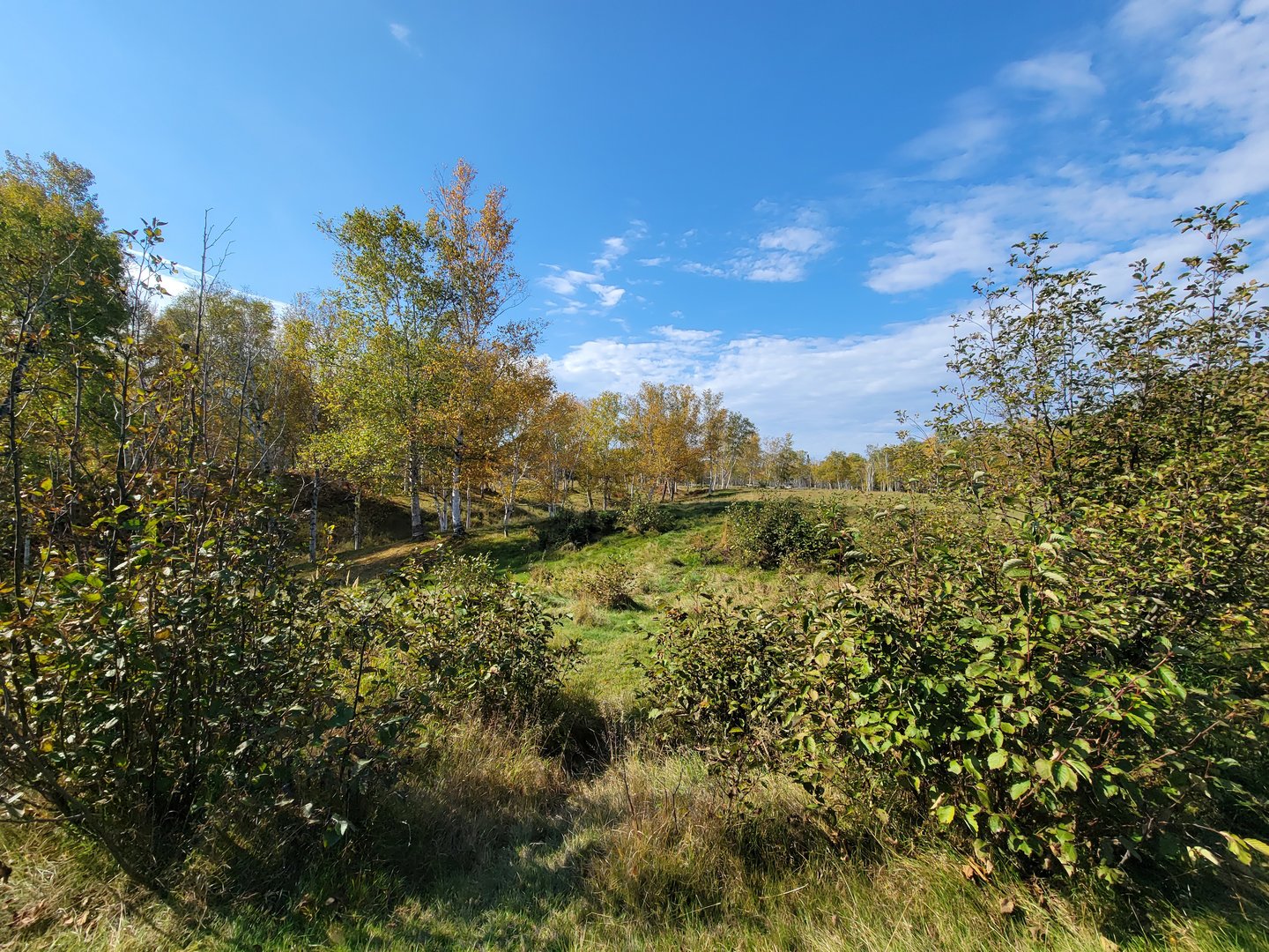 Zoo Sauvage 10/22 - Train, scenery