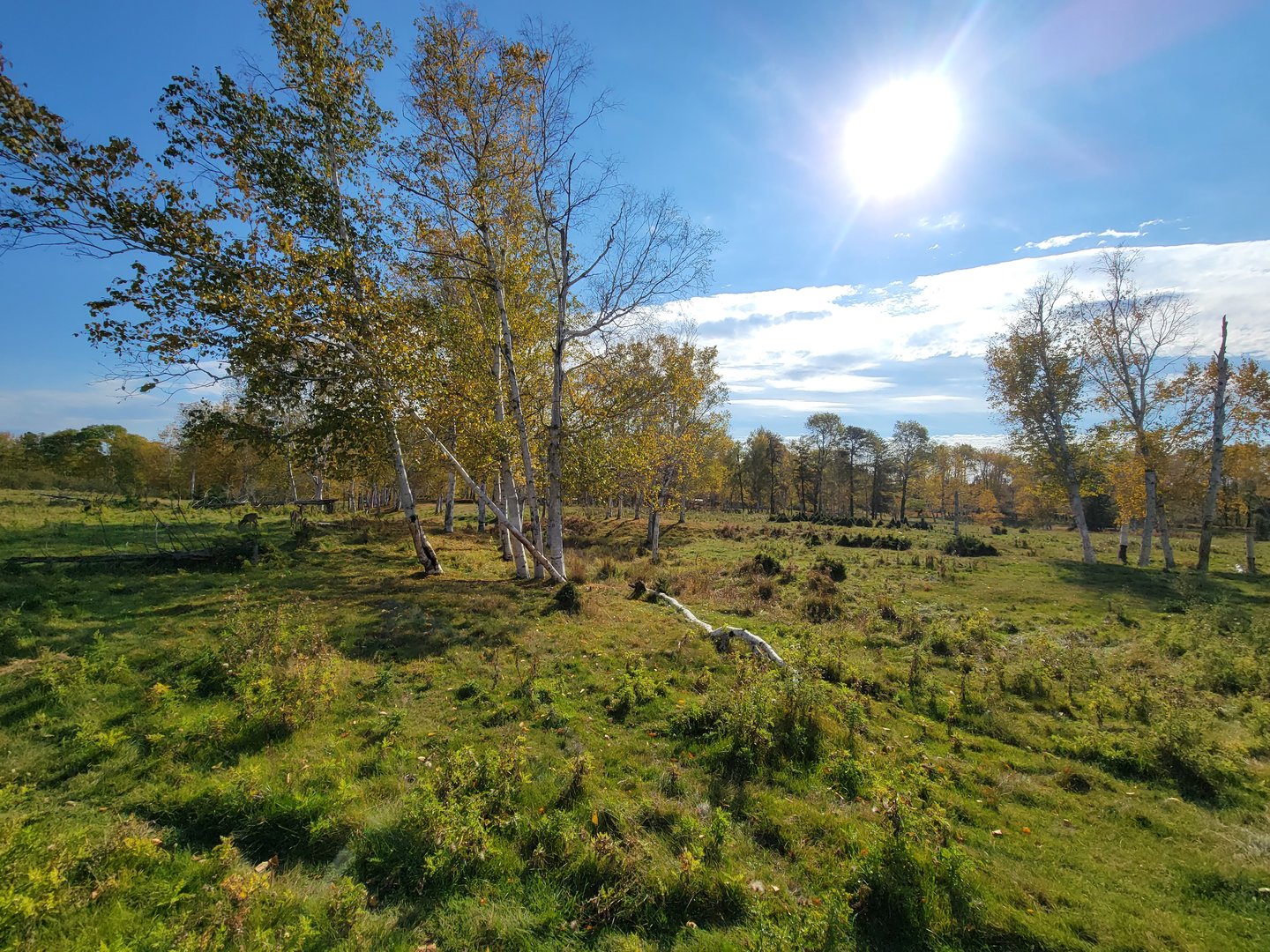 Zoo Sauvage 10/22 - Train, scenery