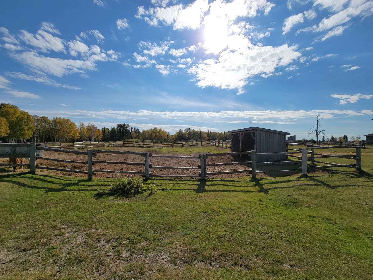 Zoo Sauvage 10/22 - Train, settlement #5 calves