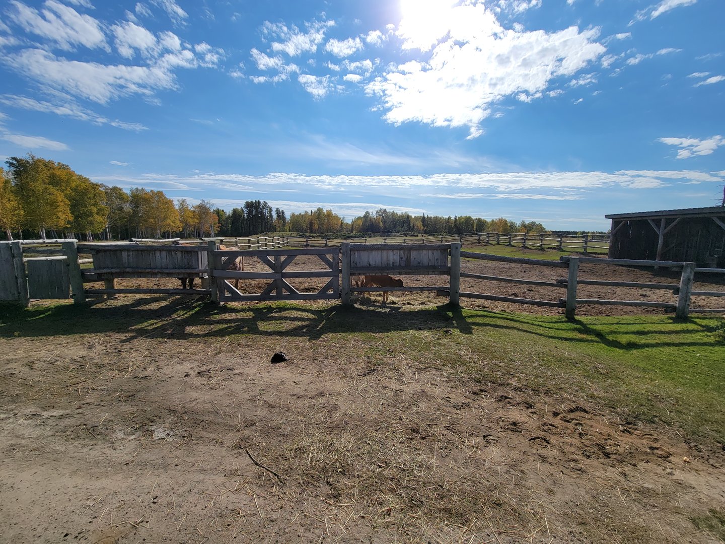 Zoo Sauvage 10/22 - Train, settlement #5 calves