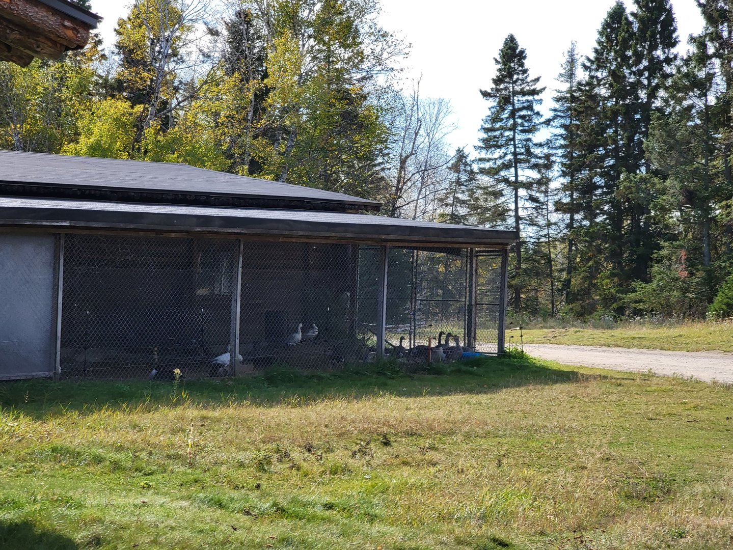 Zoo Sauvage 10/22 - Train, waterfowl in settlement #2