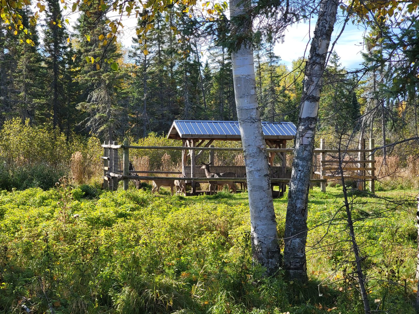 Zoo Sauvage 10/22 - Train, whitetail deer eating