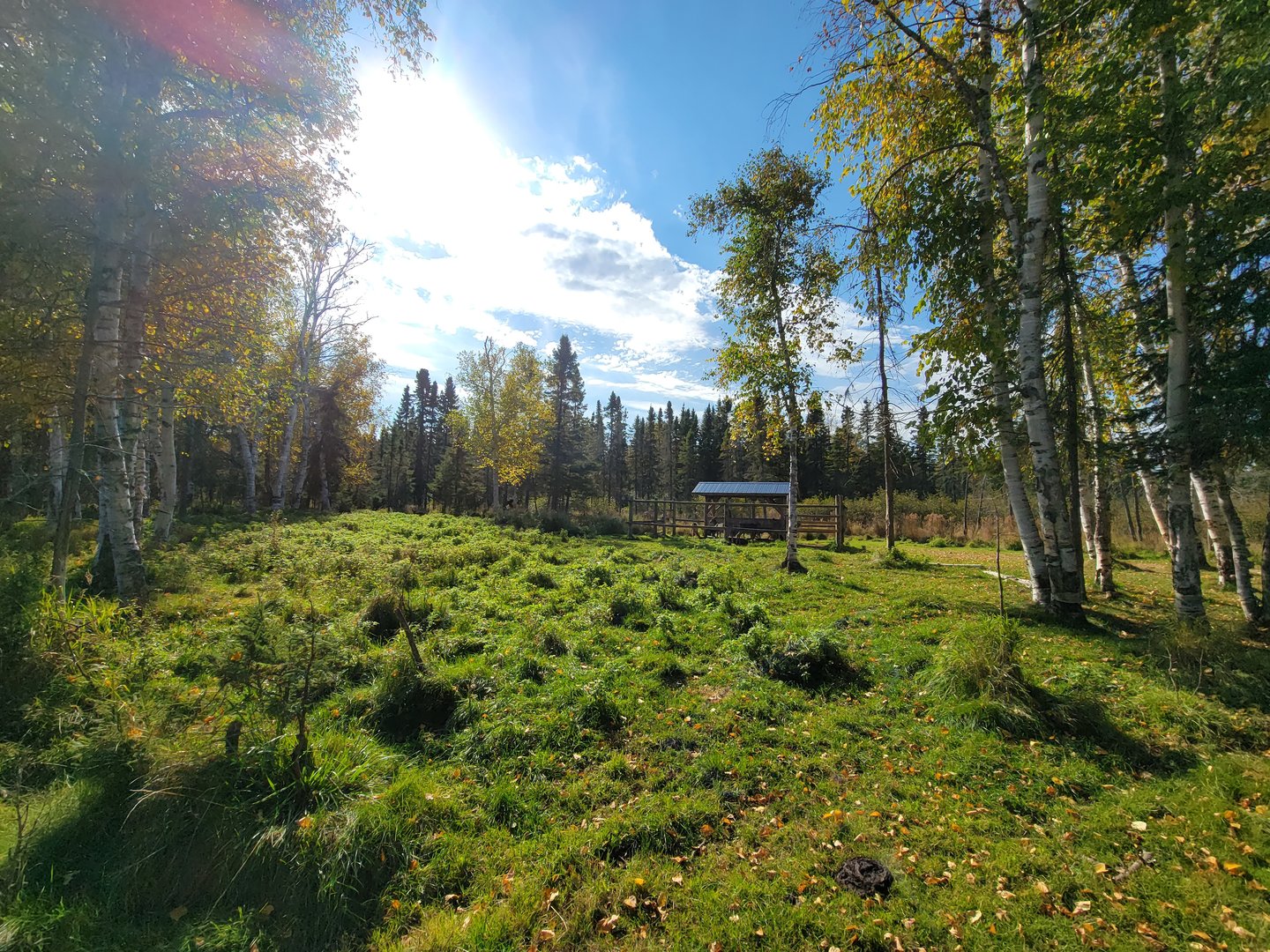 Zoo Sauvage 10/22 - Train, whitetail deer eating