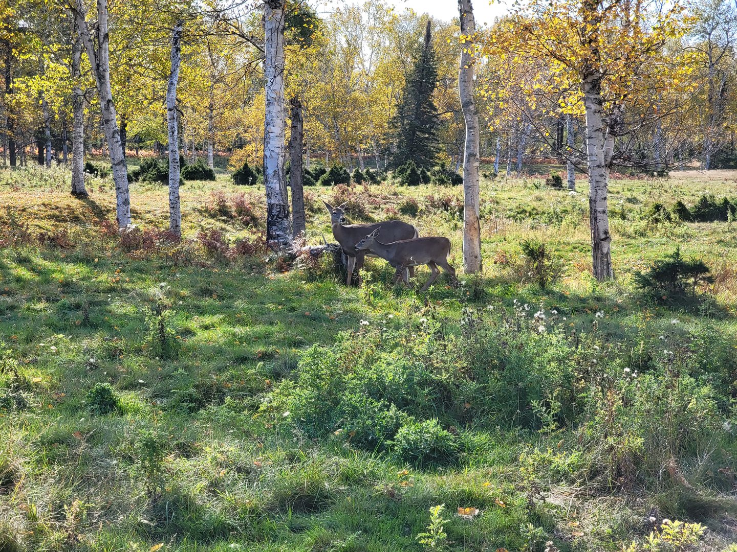 Zoo Sauvage 10/22 - Train, whitetail deer
