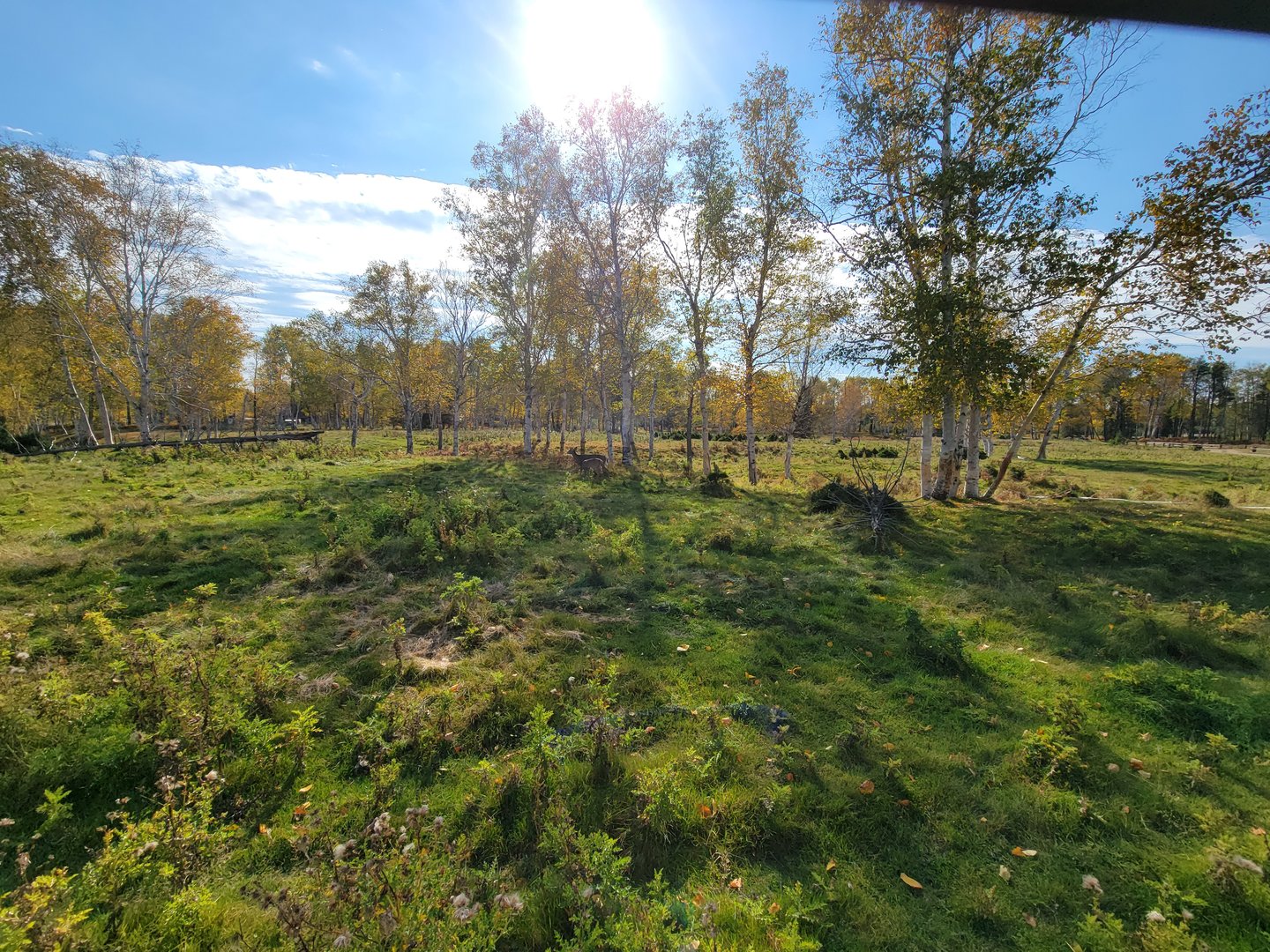 Zoo Sauvage 10/22 - Train, whitetail deer