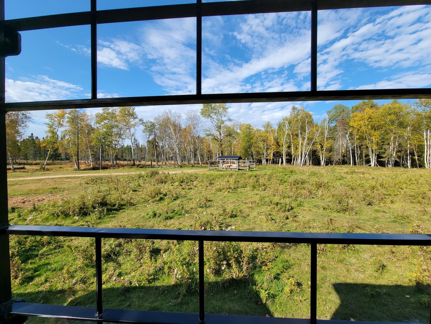 Zoo Sauvage 10/22 - Train, whitetail deer
