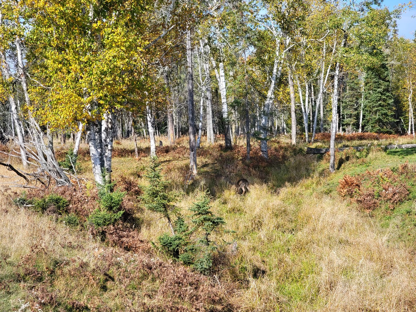 Zoo Sauvage 10/22 - Train, whitetail deer