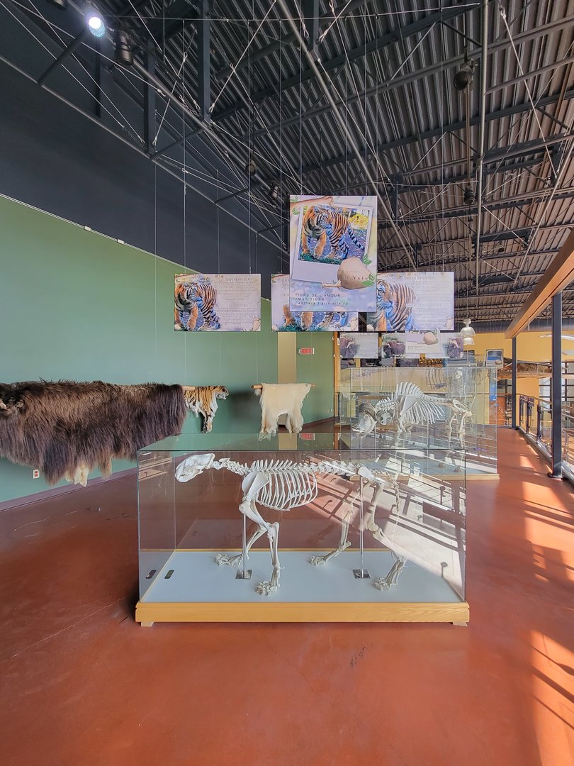 Zoo Sauvage 10/22 -  Visitor Centre, Amur tiger skeleton