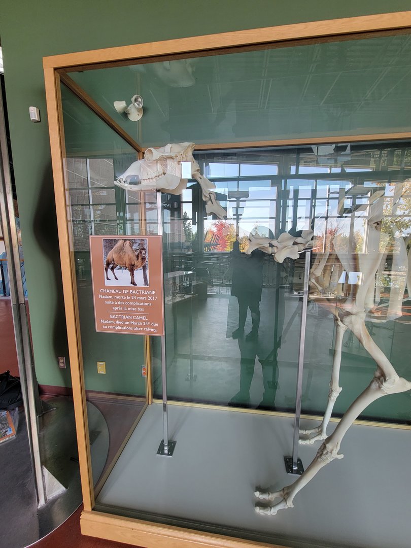 Zoo Sauvage 10/22 -  Visitor Centre, Bactrian camel skeleton