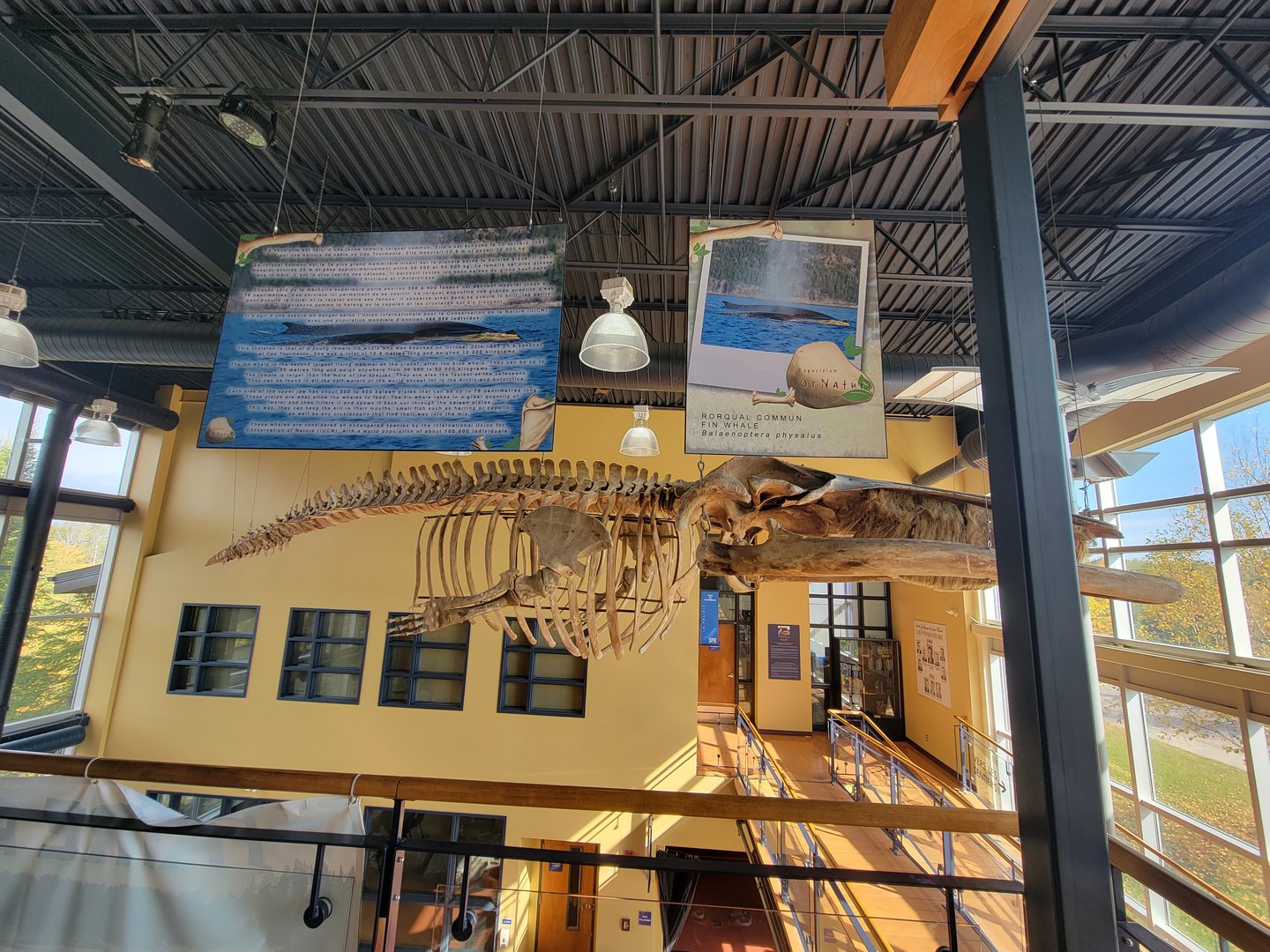 Zoo Sauvage 10/22 -  Visitor Centre, fin whale skeleton