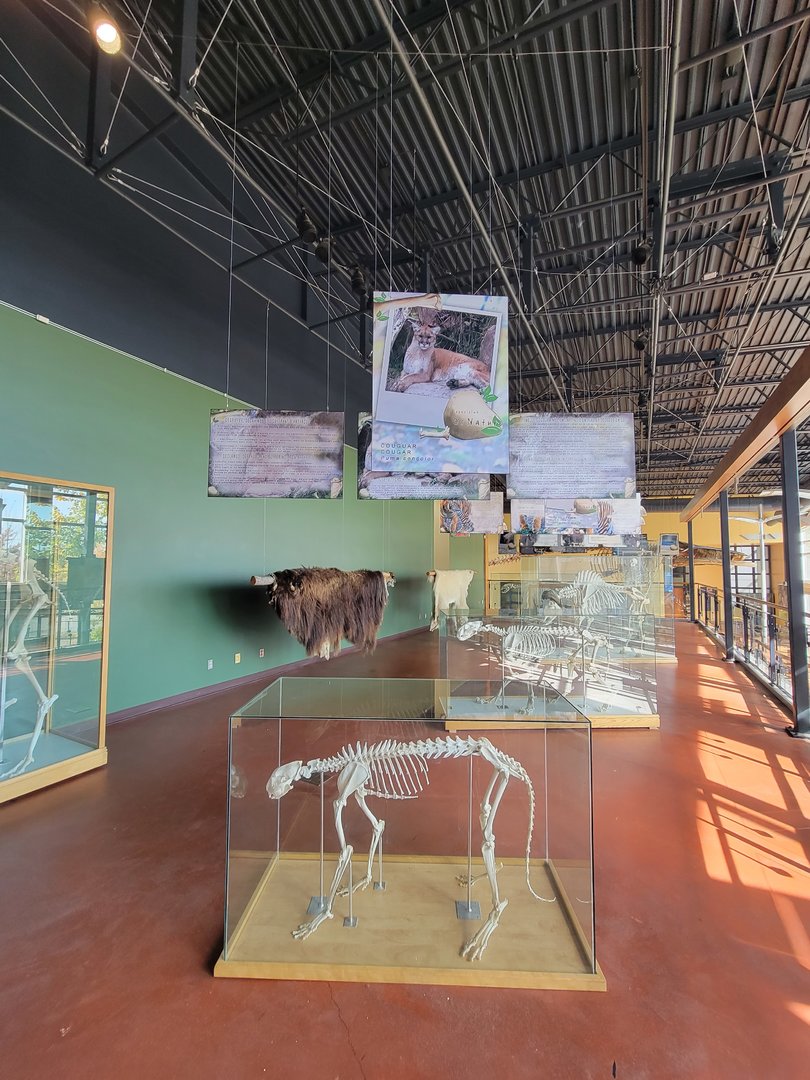 Zoo Sauvage 10/22 -  Visitor Centre, mountain lion skeleton