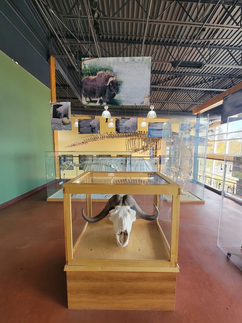 Zoo Sauvage 10/22 -  Visitor Centre, muskox head