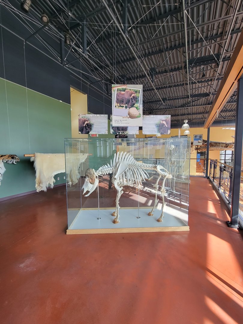 Zoo Sauvage 10/22 -  Visitor Centre, muskox skeleton