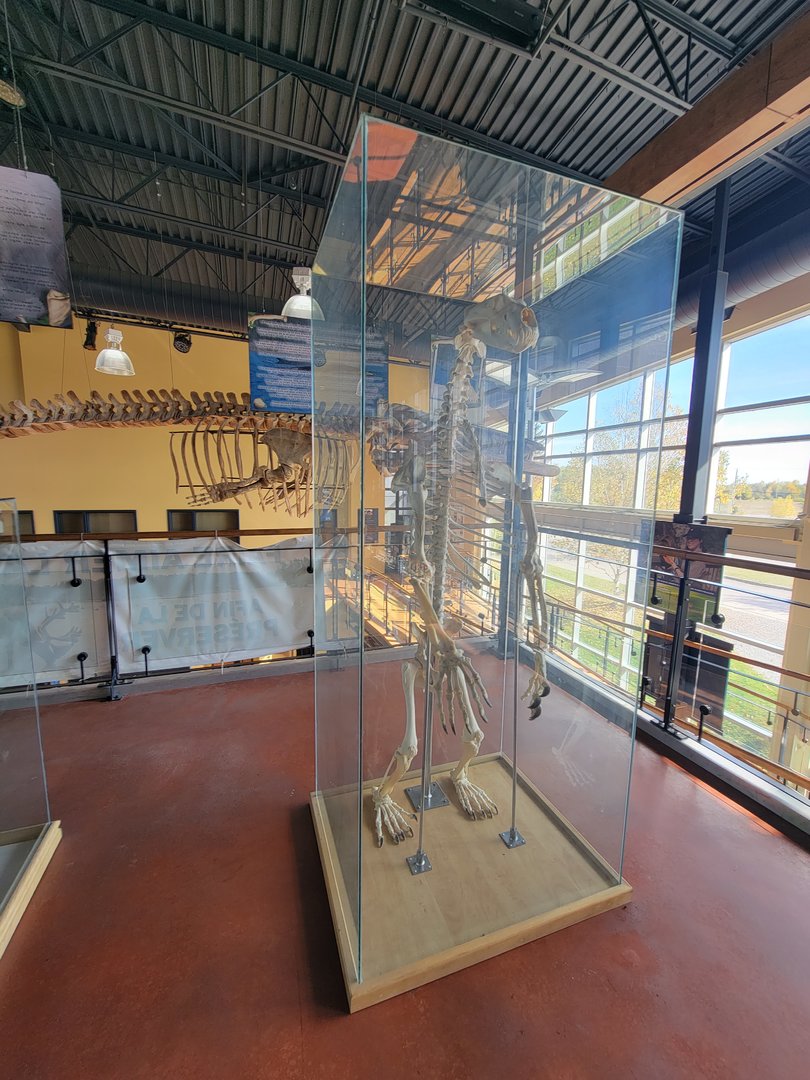 Zoo Sauvage 10/22 -  Visitor Centre, polar bear skeleton
