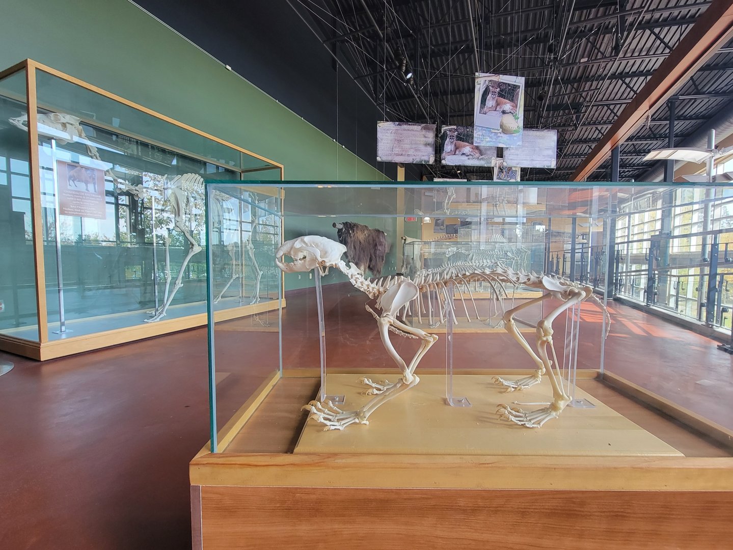 Zoo Sauvage 10/22 -  Visitor Centre, Wolverine skeleton
