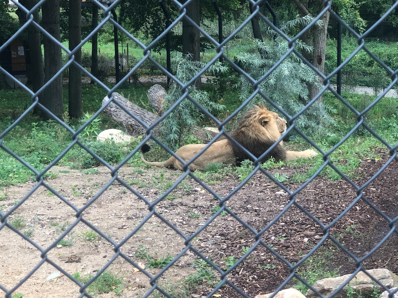 Zoo Schwerin- Asian lion- 2021