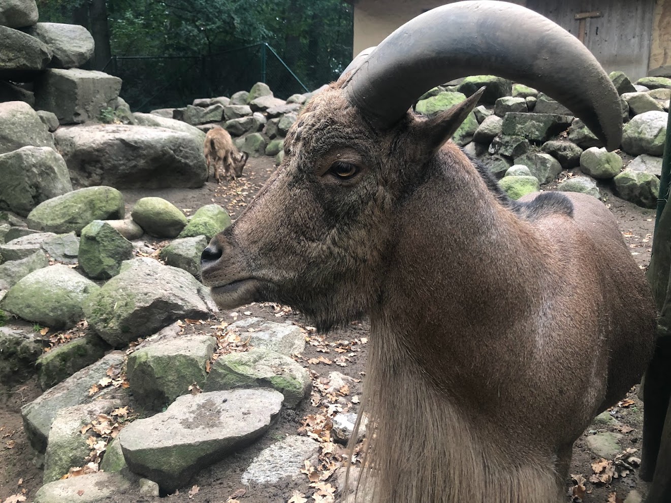 Zoo Schwerin- Barbary sheep- 2021