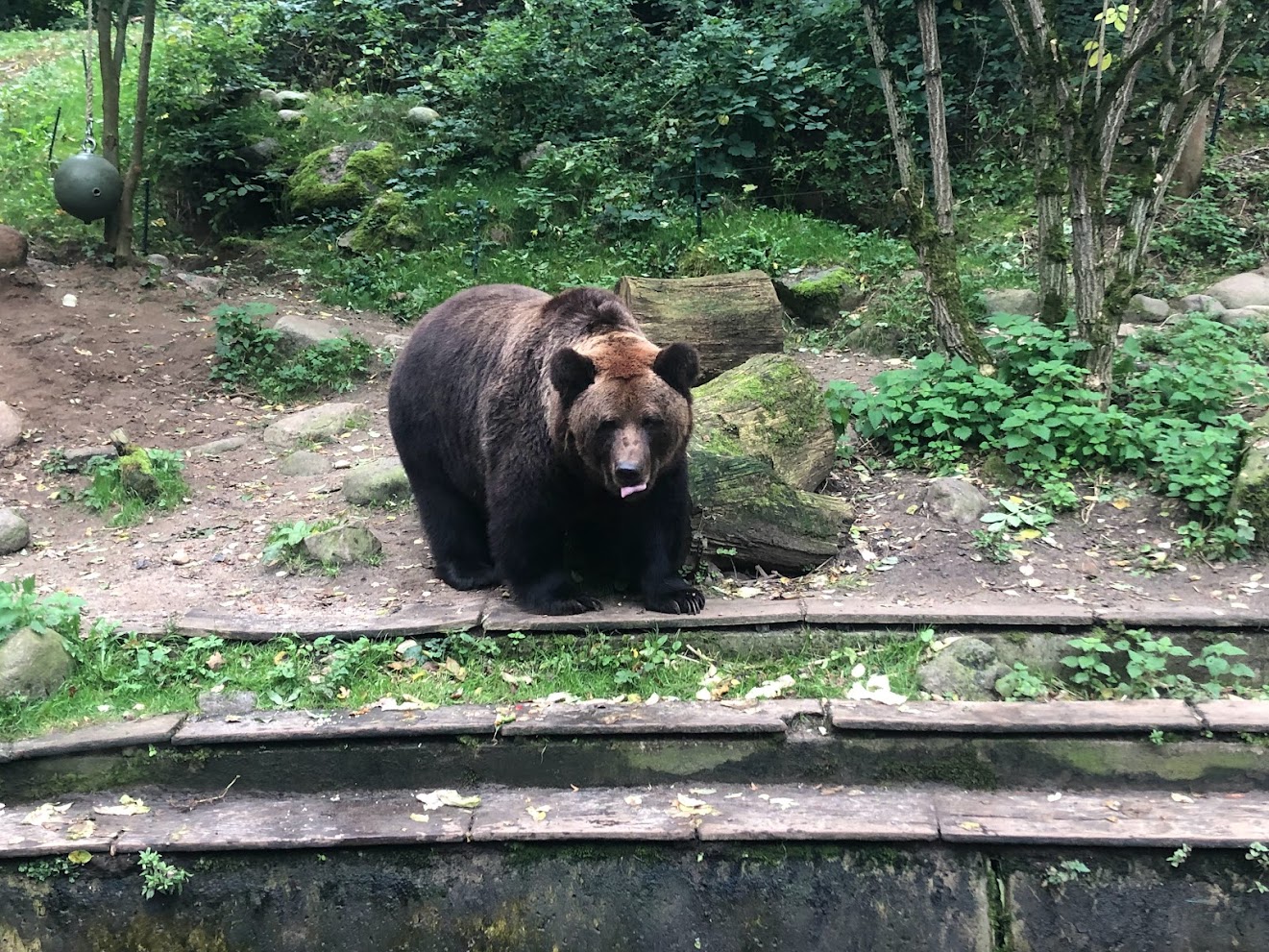 Zoo Schwerin- brown bear- 2021