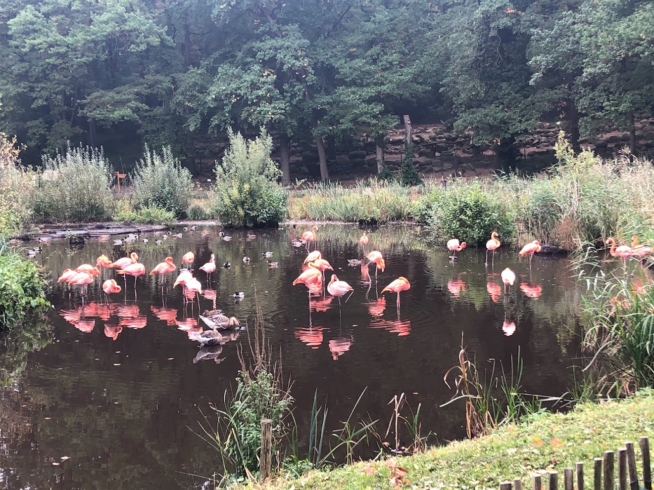 Zoo Schwerin- flamingos- 2021