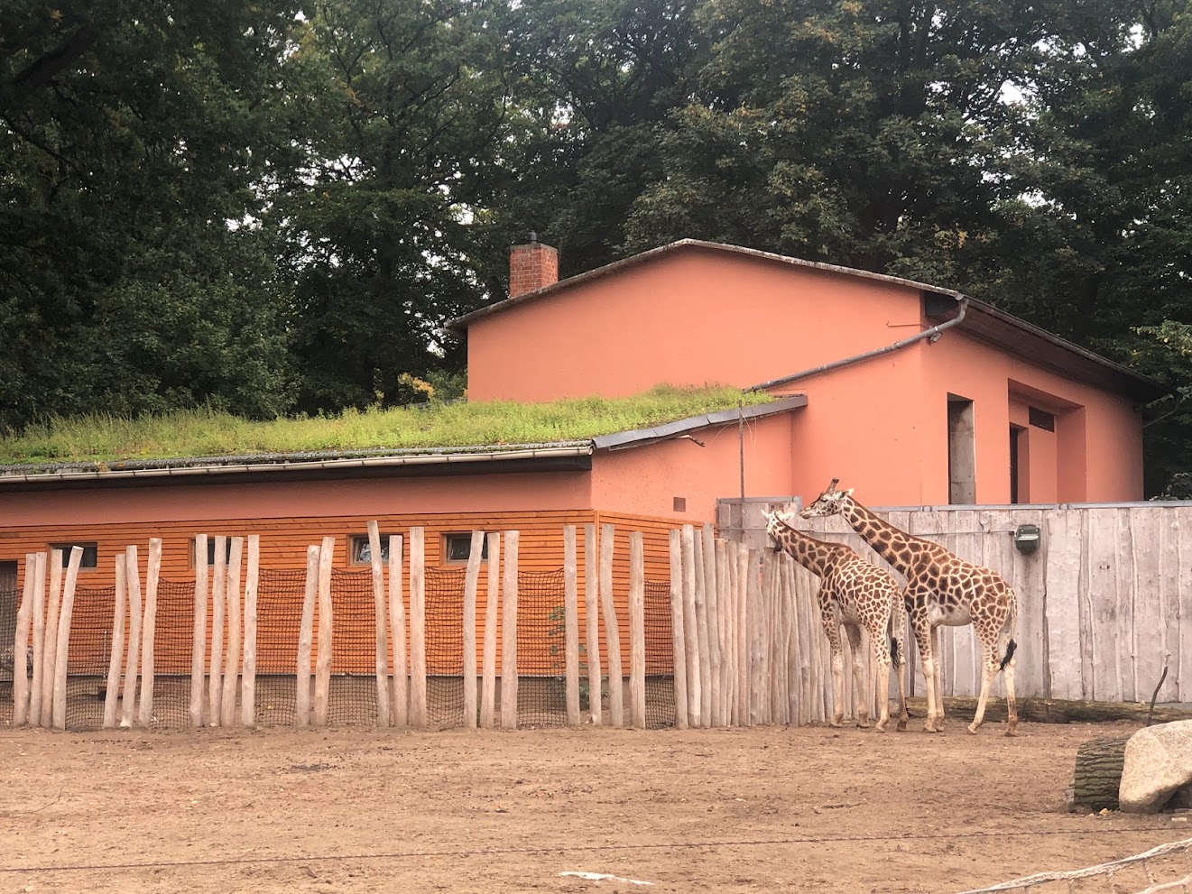 Zoo Schwerin- giraffe house- 2021