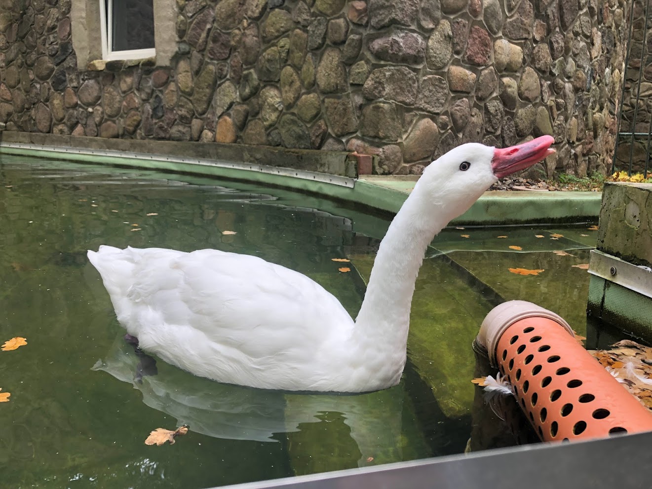 Zoo Schwerin- goose- 2021