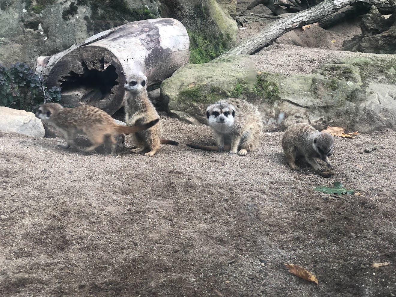 Zoo Schwerin- group of meerkats- 2021