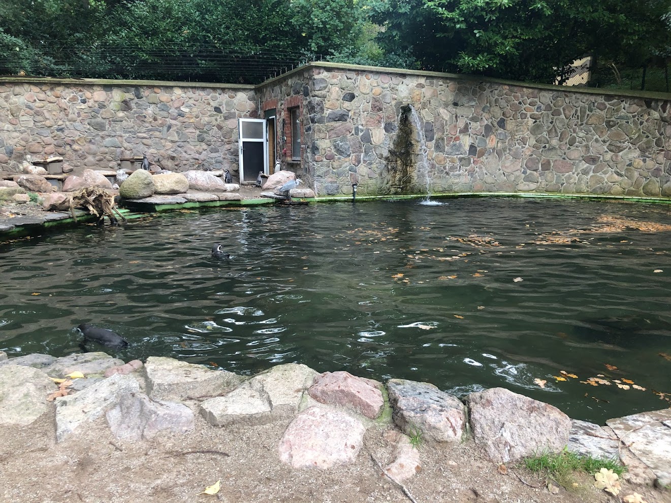 Zoo Schwerin- Humboldt's penguin enclosure- 2021