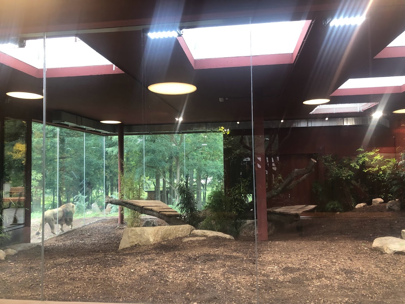 Zoo Schwerin- indoor lion enclosure- 2021