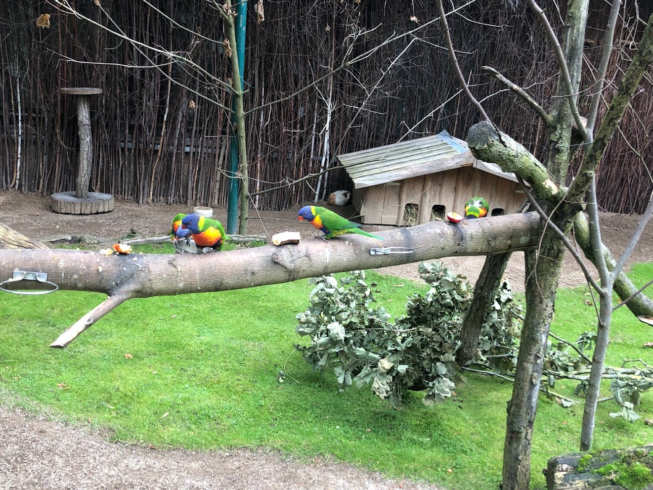 Zoo Schwerin- loris- 2021