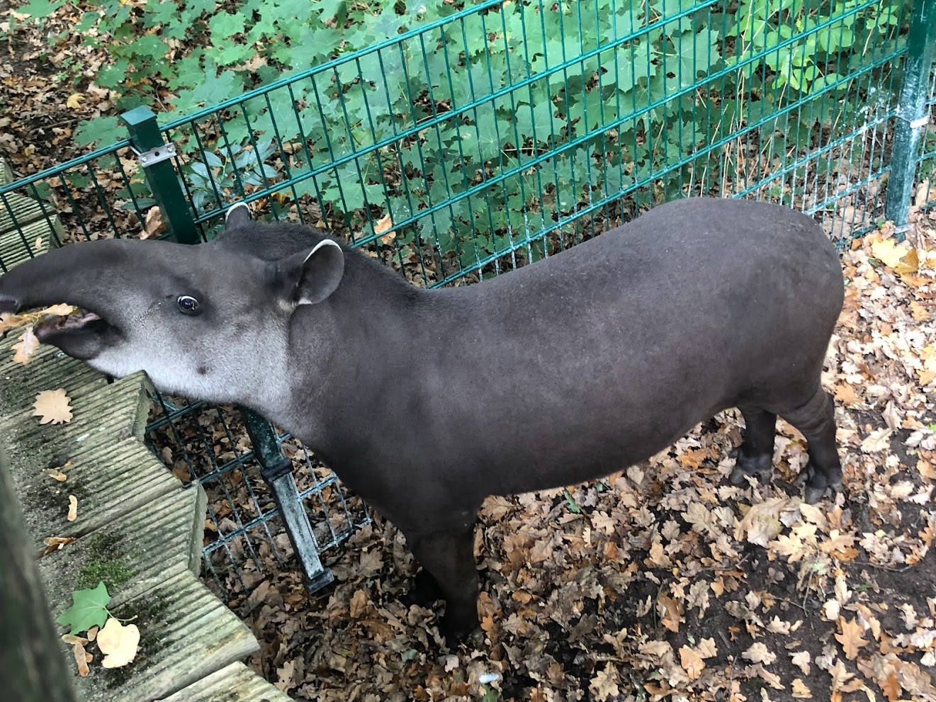 Zoo Schwerin- lowland-tapir- 2021