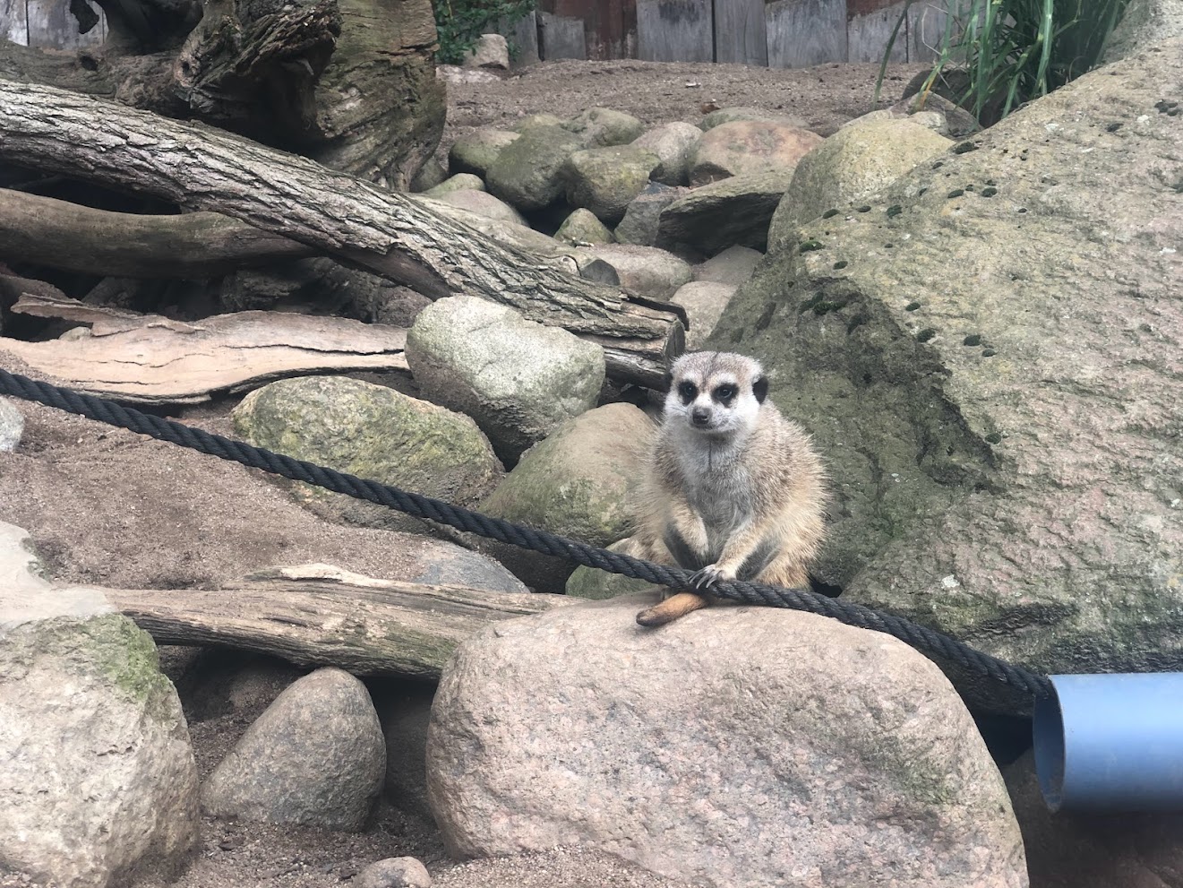 Zoo Schwerin- meerkat- 2021