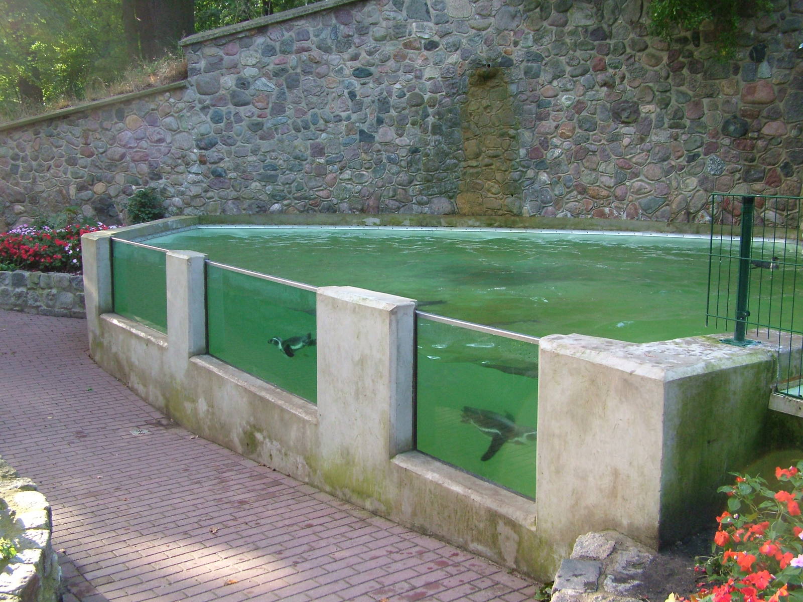 Zoo Schwerin - Penguin Pool