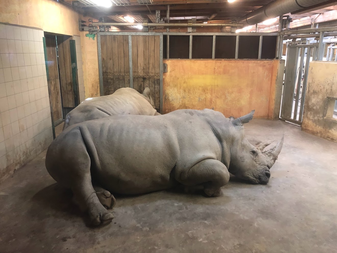 Zoo Schwerin- rhinos- 2021