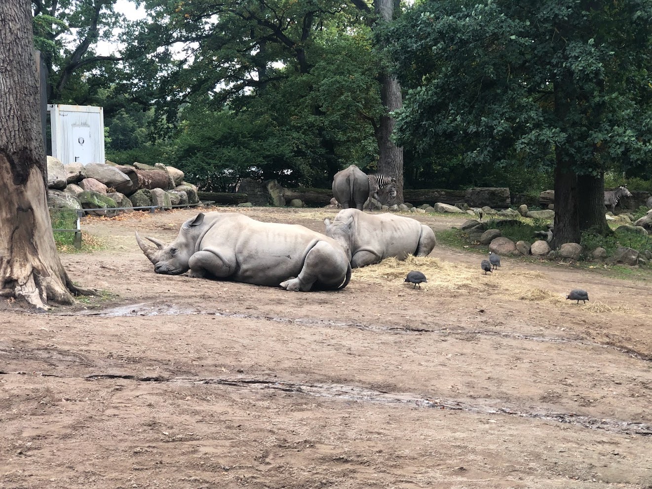 Zoo Schwerin- rhinos and grevy-zebra- 2021
