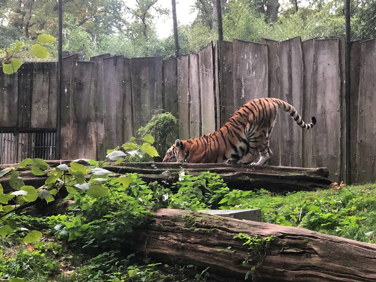 Zoo Schwerin- Siberian tiger- 2021