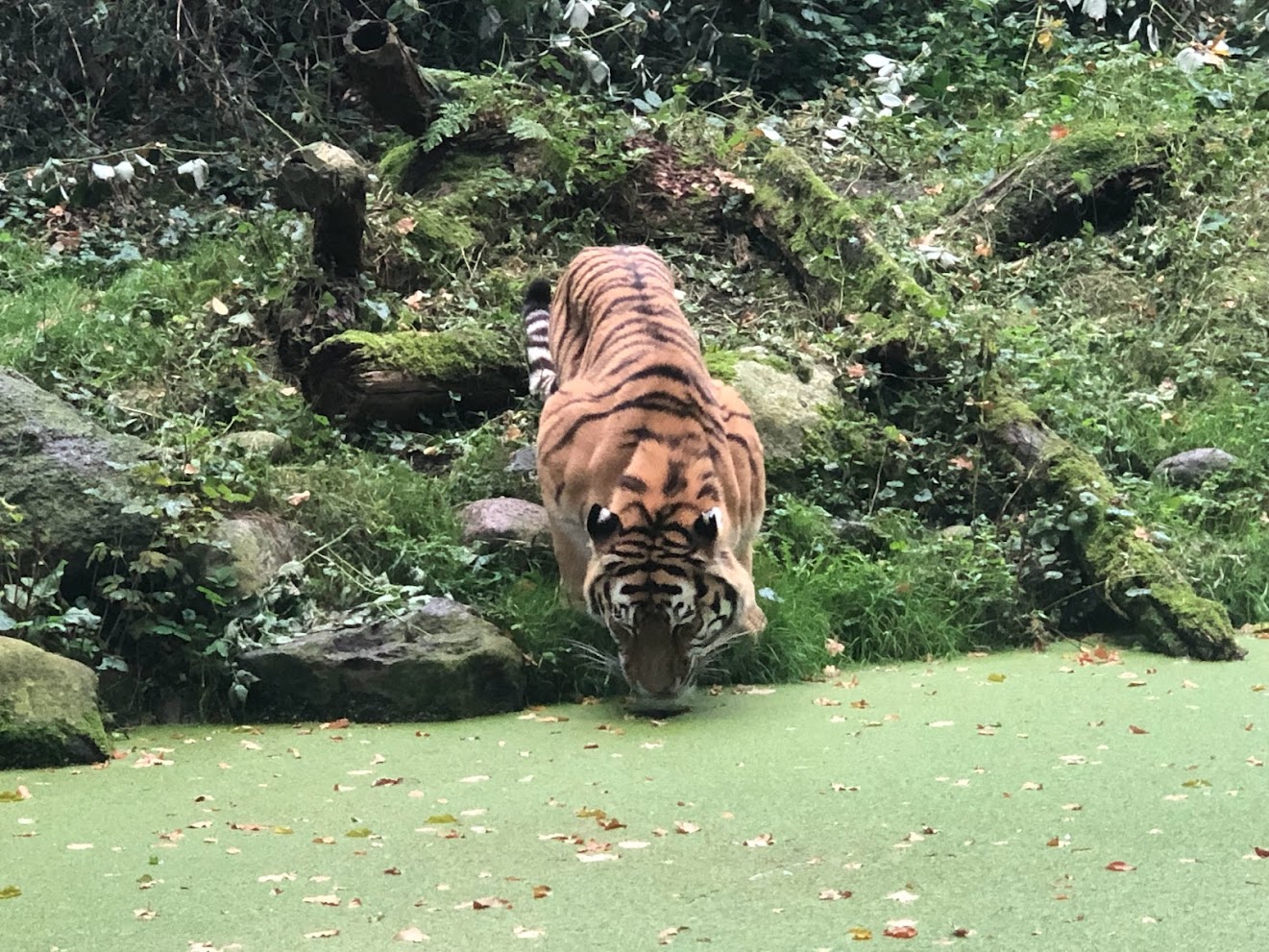 Zoo Schwerin- Siberian tiger- 2021