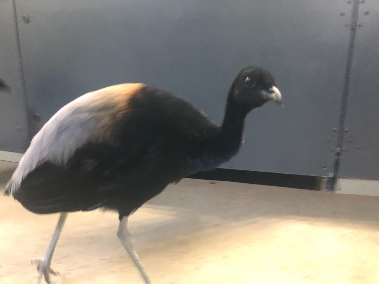 Zoo Schwerin- trumpter- 2021