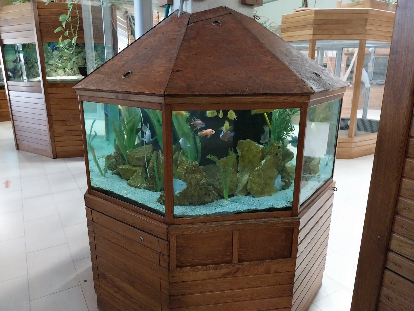 Zoo Sierakowice - Cichlid aquarium