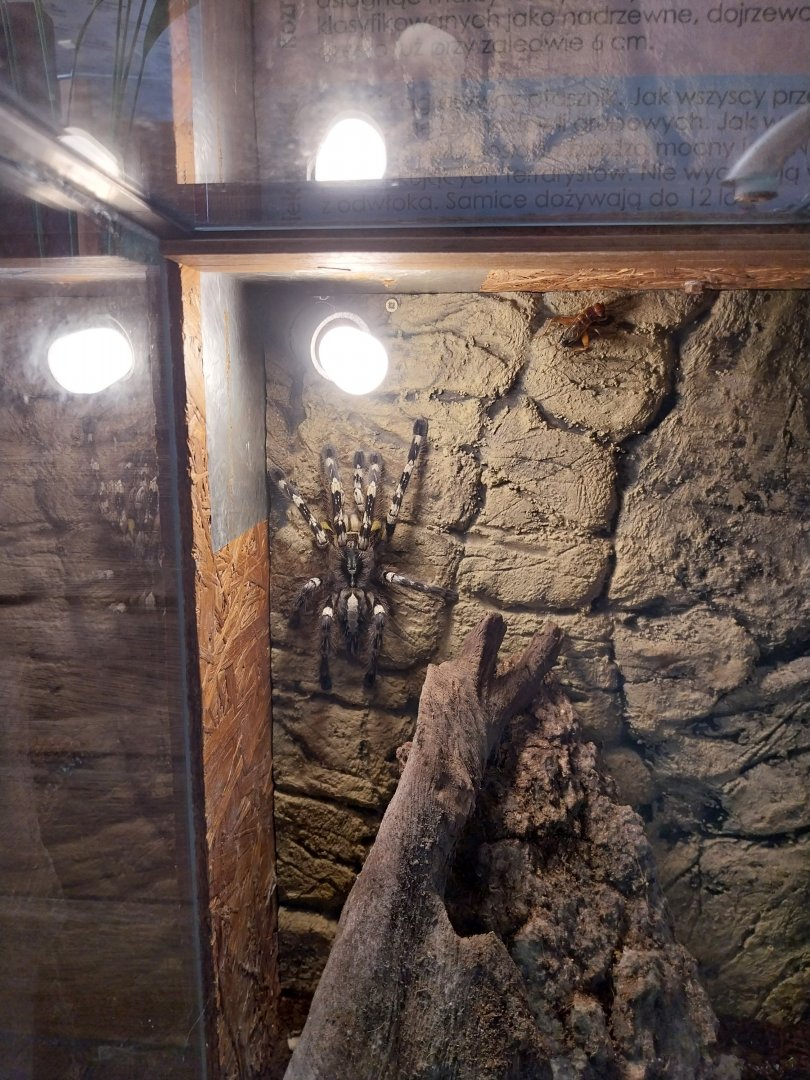 Zoo Sierakowice - Indian Ornamental Tree Spider (Poecilotheria regalis)