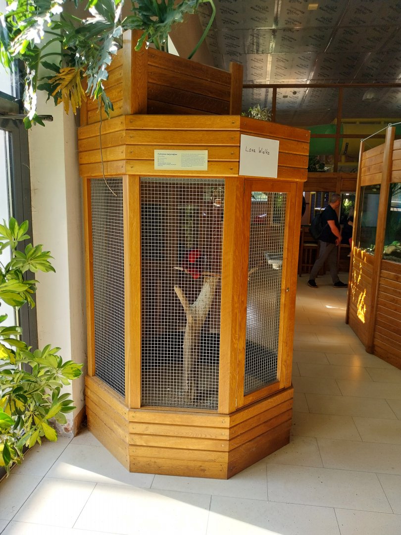 Zoo Sierakowice - Moluccan eclectus (Eclectus roratus)