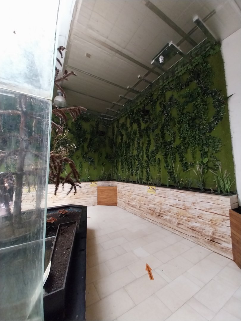 Zoo Sierakowice - Rainbow Lorikeet (Trichoglossus moluccanus) walk-through