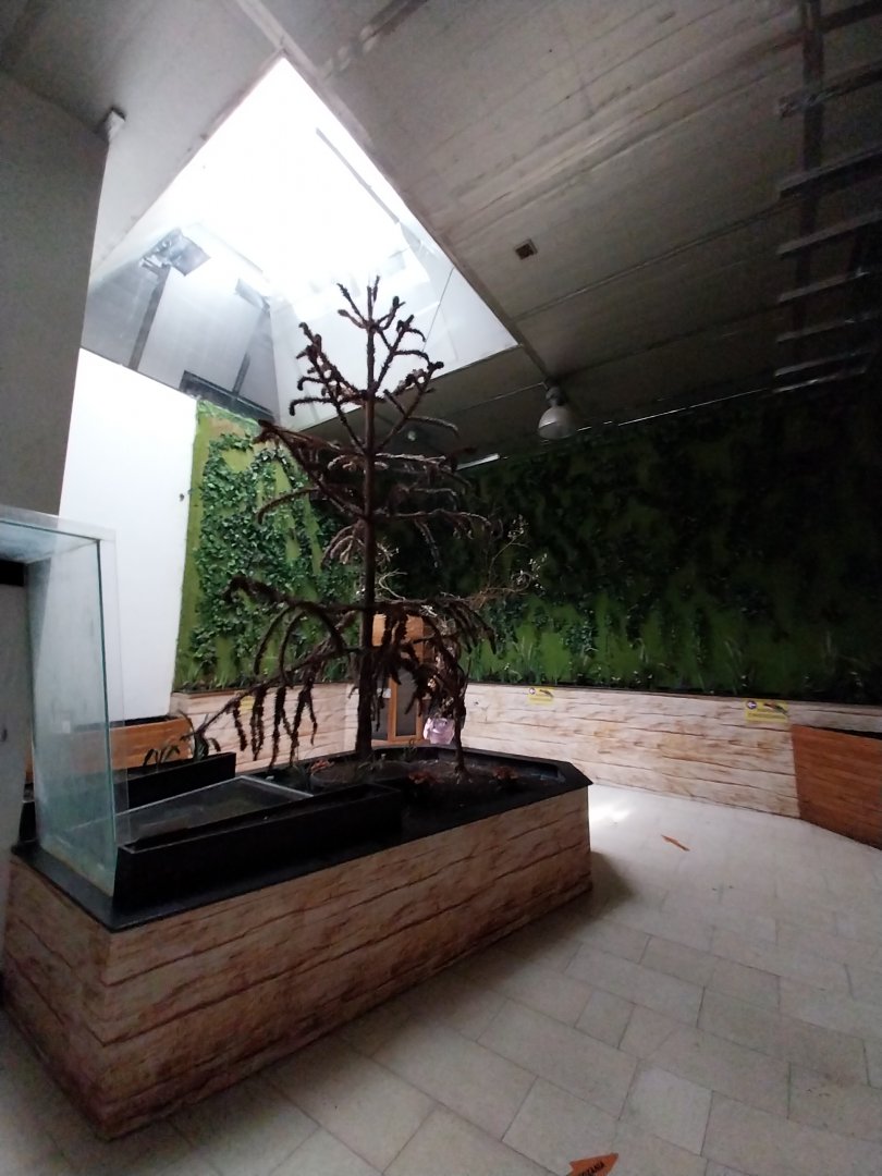 Zoo Sierakowice - Rainbow Lorikeet (Trichoglossus moluccanus) walk-through