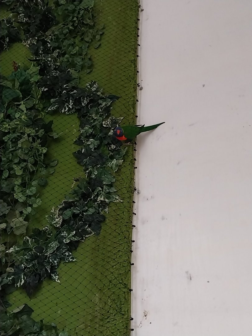 Zoo Sierakowice - Rainbow Lorikeet (Trichoglossus moluccanus) walk-through