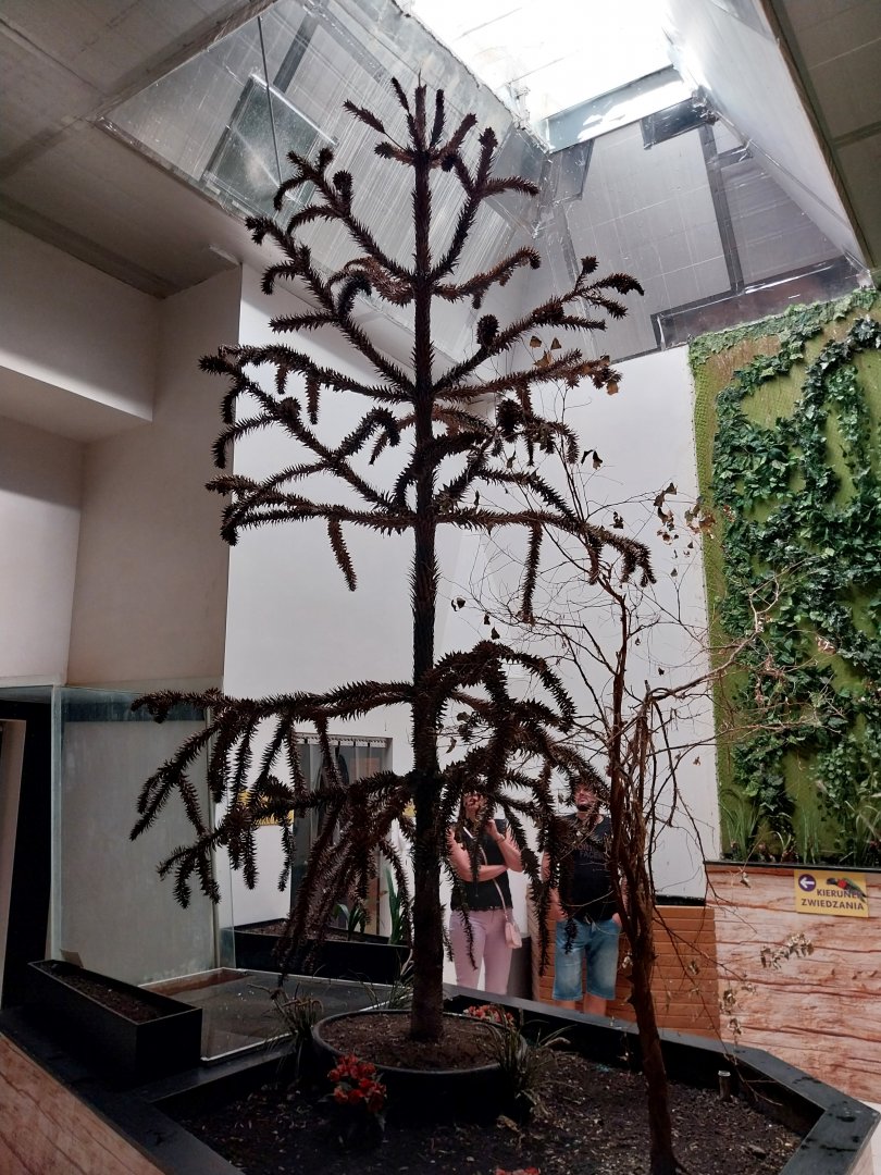 Zoo Sierakowice - Rainbow Lorikeet (Trichoglossus moluccanus) walk-through
