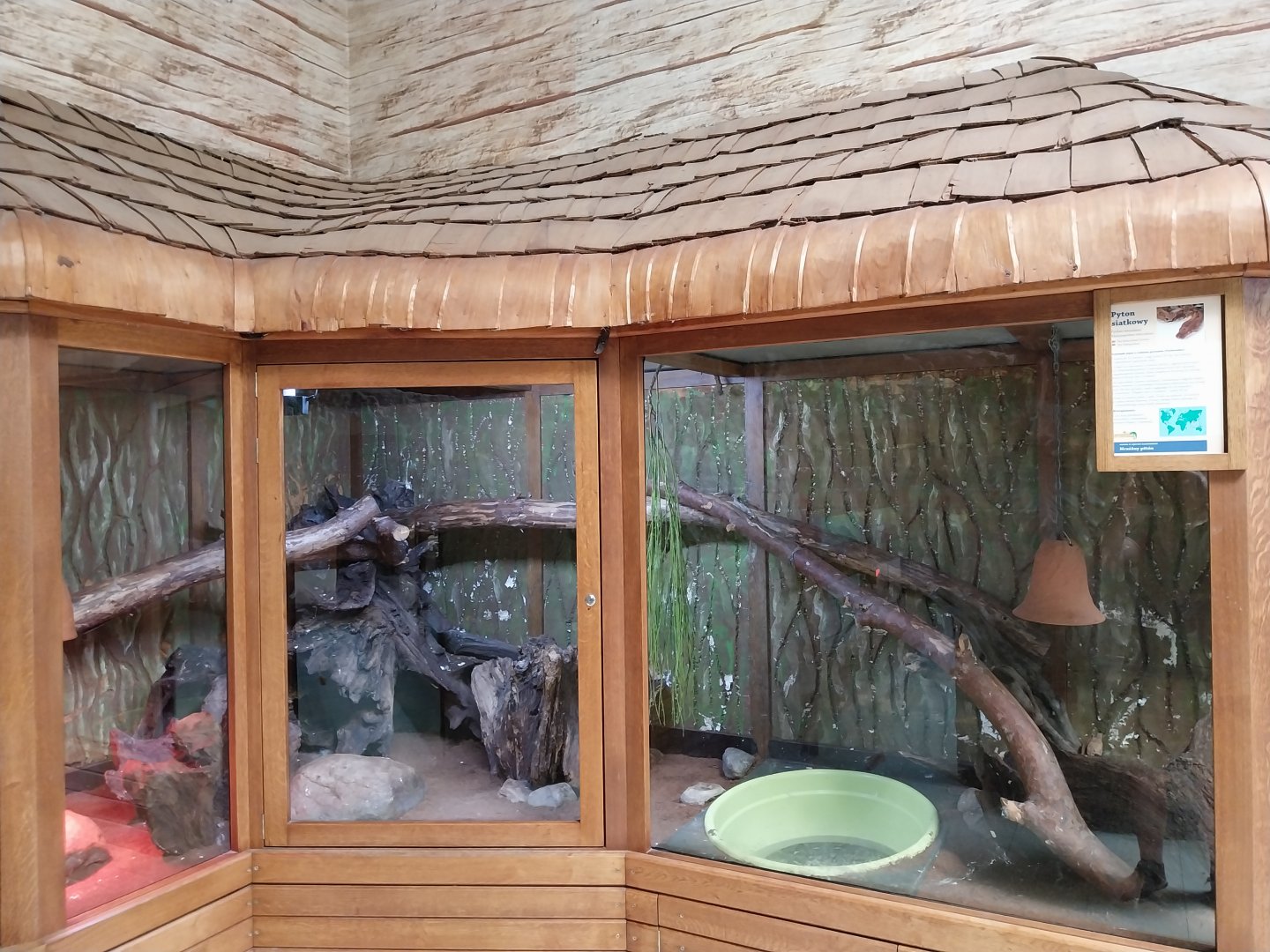 Zoo Sierakowice - Reticulated Python (Malayopython reticulatus)