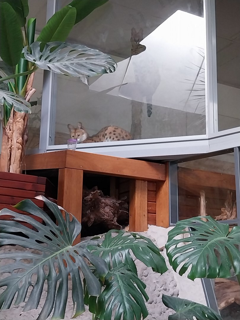 Zoo Sierakowice - Serval (Leptailurus serval) enclosure